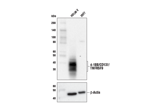 Western Blotting Image 2: 4-1BB/CD137/TNFRSF9 (E6Z7F) XP<sup>®</sup> Rabbit mAb