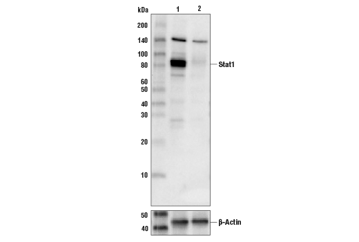 Western Blotting Image 1: Stat1 (D1K9Y) Rabbit mAb