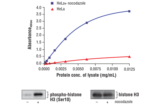 ELISA Image 1: FastScan<sup>™</sup> Phospho-Histone H3 (Ser10) ELISA Kit