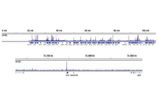 undefined Image 12: PhosphoPlus<sup>®</sup> Stat3 (Tyr705) Antibody Duet