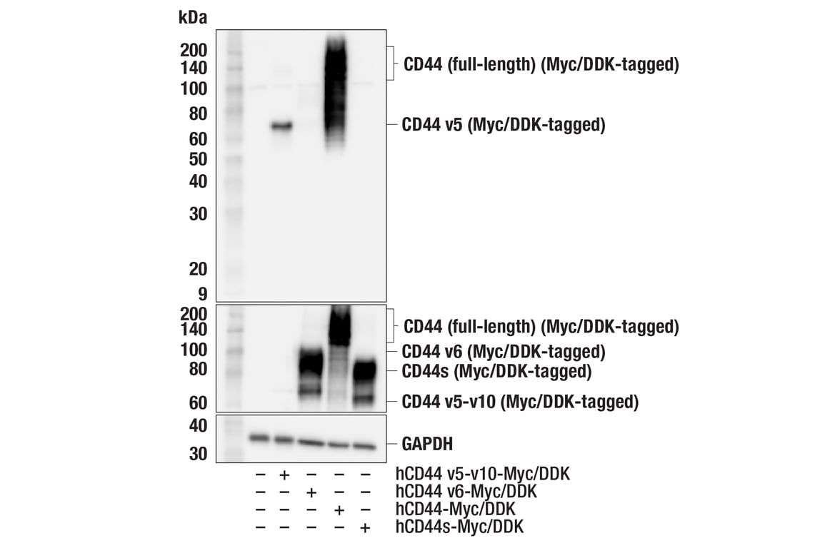 Western Blotting Image 1: CD44 v5 (C44Mab-3) Mouse mAb