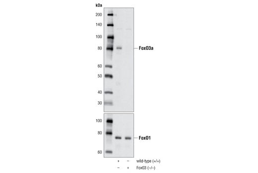 Western Blotting Image 2: FoxO3a (75D8) Rabbit mAb