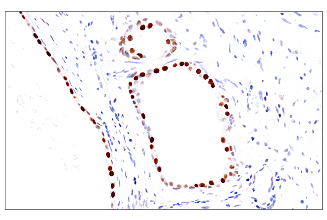 Immunohistochemistry Image 17: FoxA1/HNF3α (IHC578) Mouse mAb