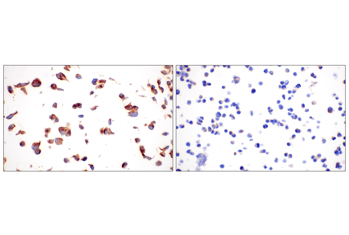 Immunohistochemistry Image 12: Cathepsin A (F8X9E) Rabbit mAb