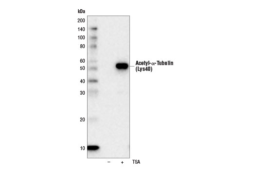 Western Blotting Image 1: Acetyl-α-Tubulin (Lys40) (D20G3) XP<sup>®</sup> Rabbit mAb (HRP Conjugate)