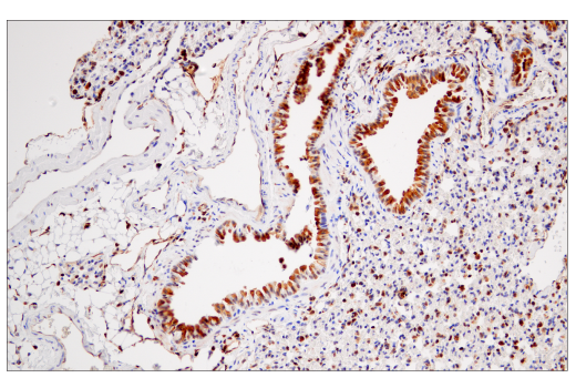 Immunohistochemistry Image 5: STING (D2P2F) Rabbit mAb (BSA and Azide Free)