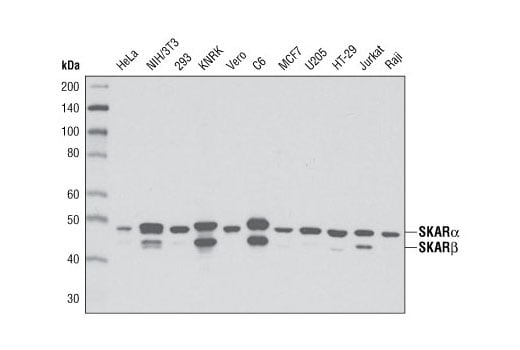 Western Blotting Image 1: SKAR α/β (D65E8) XP<sup>®</sup> Rabbit mAb