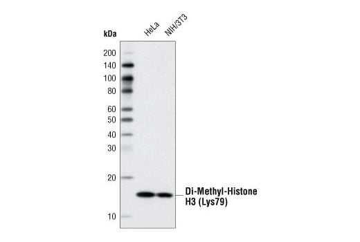 Western Blotting Image 1: Di-Methyl-Histone H3 (Lys79) (D15E8) XP<sup>®</sup> Rabbit mAb