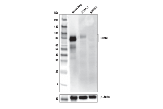 Western Blotting Image 1: CD39/NTPDase 1 (E2X6B) XP<sup>®</sup> Rabbit mAb