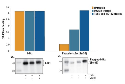 ELISA Image 1: PathScan® Phospho-IκBα (Ser32) Sandwich ELISA Kit