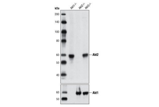 Western Blotting Image 1: Akt2 (L79B2) Mouse mAb
