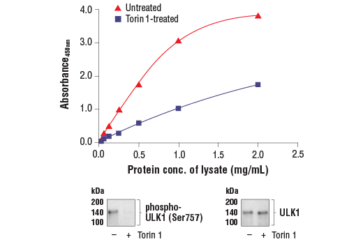 ELISA Image 1: PathScan<sup>®</sup> RP Phospho-ULK1 (Ser757) Sandwich ELISA Kit