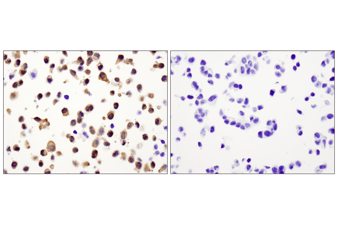 Immunohistochemistry Image 3: Caspase-3 (D3R6Y) Rabbit mAb (IHC Formulated)