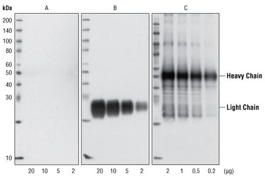 Mouse Anti-rabbit IgG (Conformation Specific) (L27A9) MAb | Cell ...