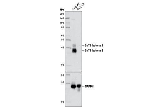 Western Blotting Image 2: SirT2 (D4O5O) Rabbit mAb