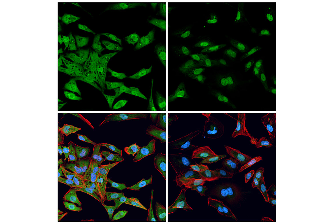 Immunofluorescence Image 1: BAF (E4O8R) Rabbit mAb