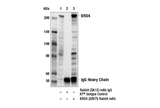 Immunoprecipitation Image 1: BRD4 (E8V7I) Rabbit mAb