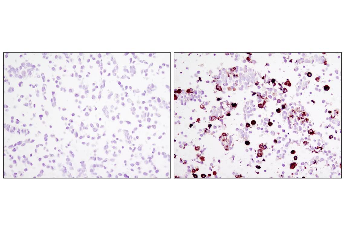 Immunohistochemistry Image 1: DYKDDDDK Tag (9A3) Mouse mAb (Binds to same epitope as Sigma-Aldrich Anti-FLAG M2 antibody) (BSA and Azide Free)