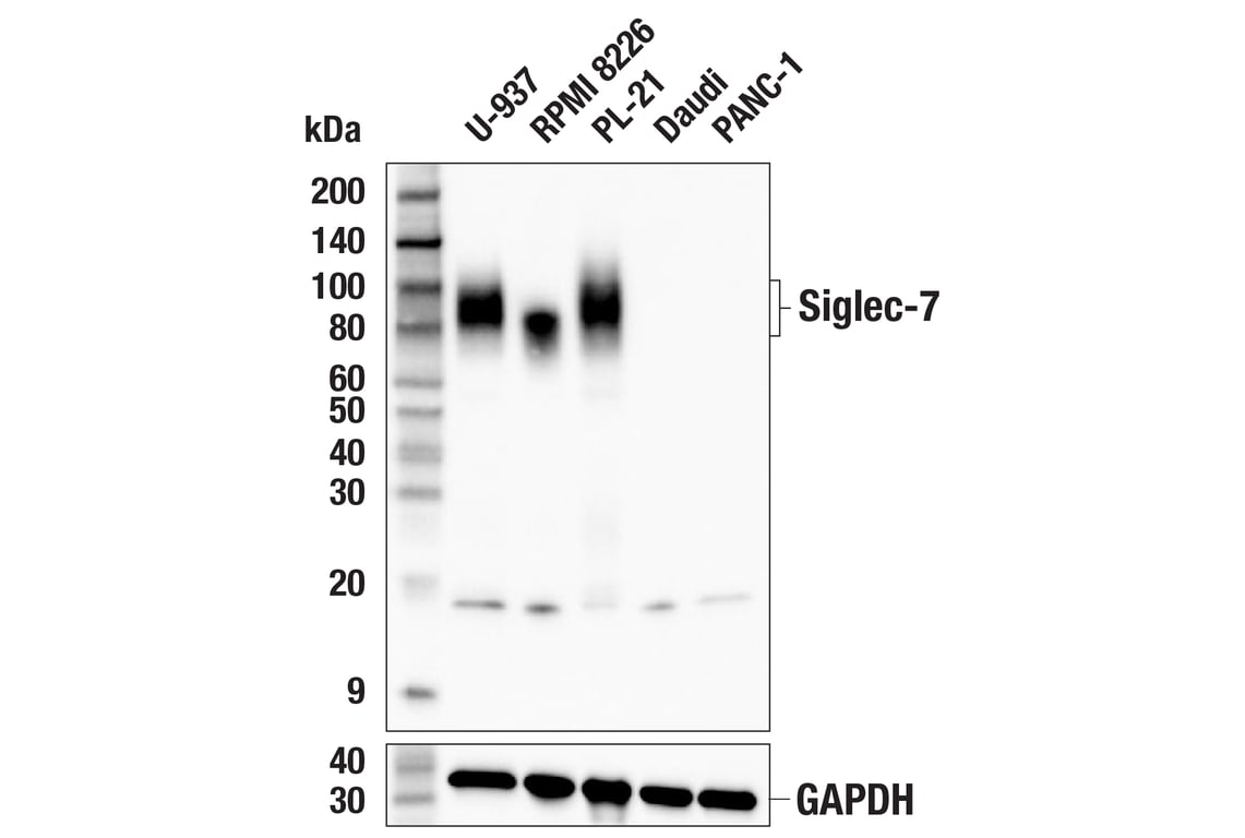 Western Blotting Image 1: Siglec-7 (F4O1S) Rabbit mAb