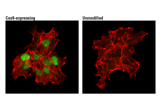 undefined Image 6: Cas9 and Associated Proteins Antibody Sampler Kit