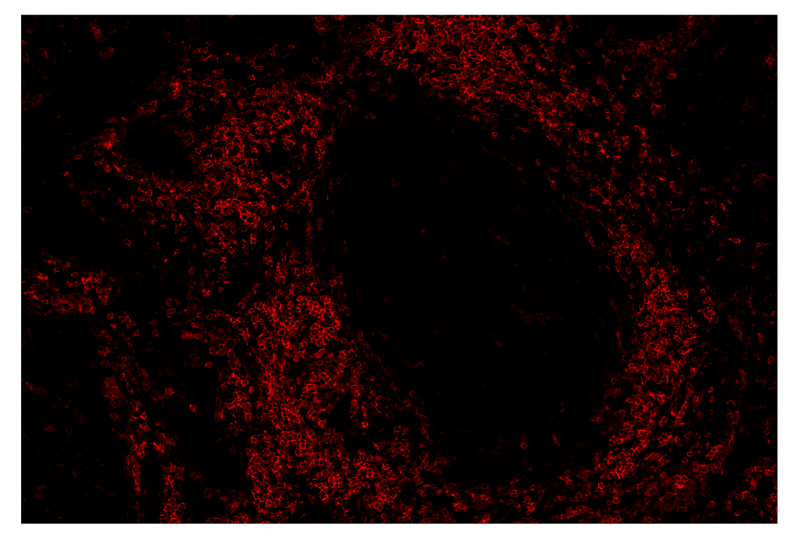 Immunohistochemistry Image 3: CD4 (MSVA-004R) & CO-0071-488 SignalStar<sup>™</sup> Oligo-Antibody Pair