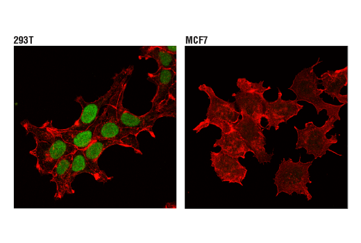 Immunofluorescence Image 1: Pax6 (D3A9V) XP<sup>®</sup> Rabbit mAb (BSA and Azide Free)