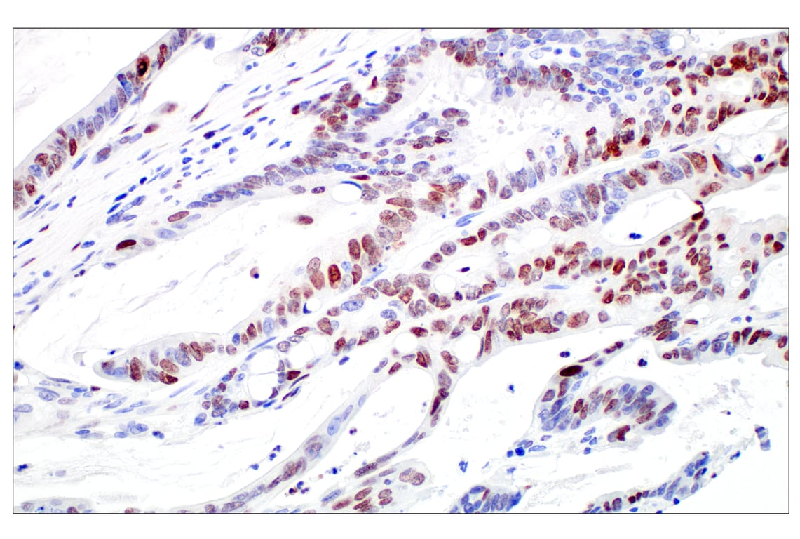 Immunohistochemistry Image 2: c-Fos (E2I7R) XP<sup>®</sup> Rabbit mAb