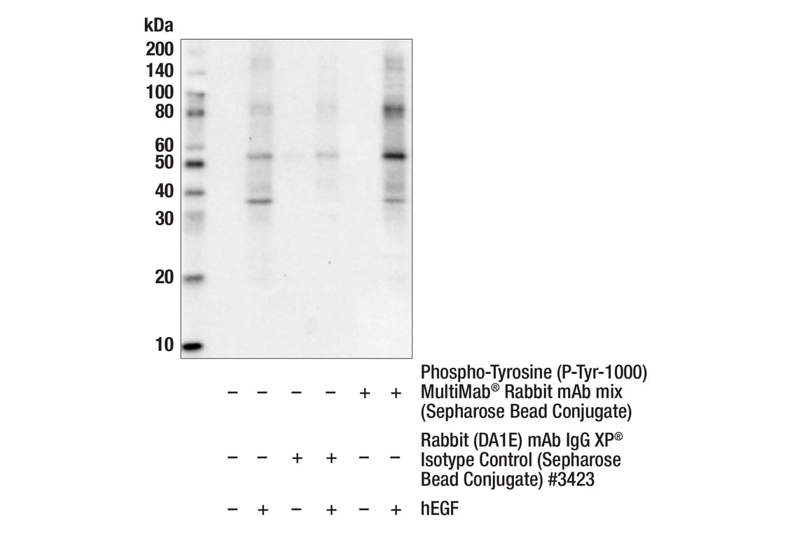 Immunoprecipitation Image 1: Phospho-Tyrosine (P-Tyr-1000) MultiMab® Rabbit mAb mix (Sepharose  Bead Conjugate)