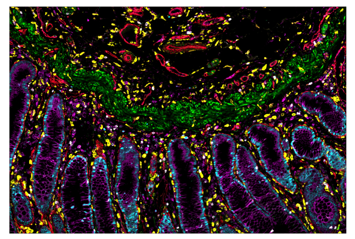 Immunohistochemistry Image 7: CD141/Thrombomodulin (E7Y9P) & CO-0088-647 SignalStar<sup>™</sup> Oligo-Antibody Pair