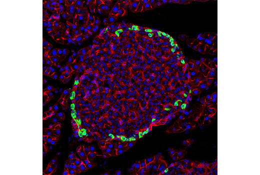 Immunofluorescence Image 1: Proglucagon (D16G10) XP<sup>®</sup> Rabbit mAb (BSA and Azide Free)