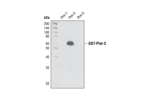 Western Blotting Image 1: Pim-2 Antibody