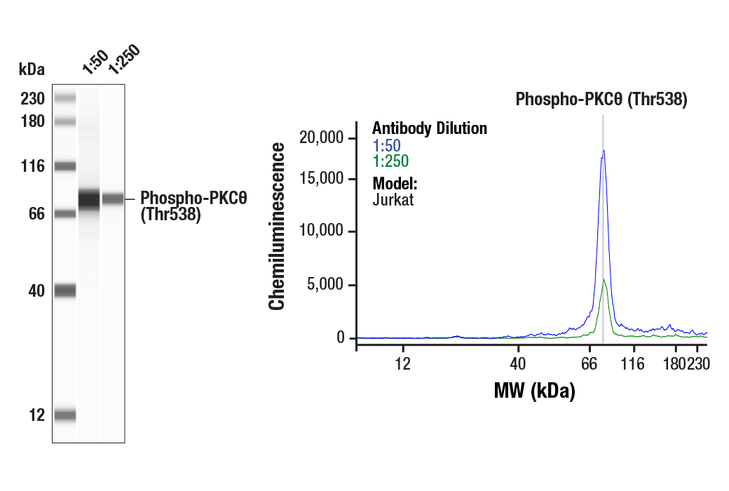 Western Blotting Image 1: Phospho-PKCθ (Thr538) Antibody