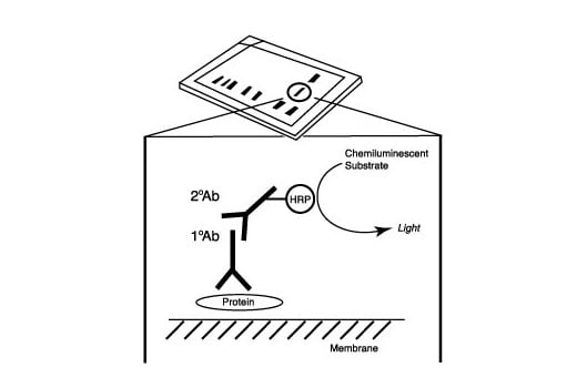 undefined Image 5: Apoptosis Antibody Sampler Kit II