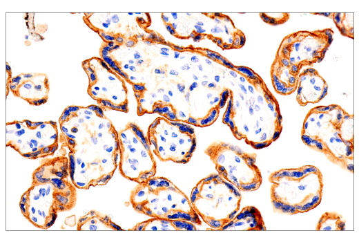 Immunohistochemistry Image 5: GM-CSF Receptor α (E8Z3S) Rabbit mAb