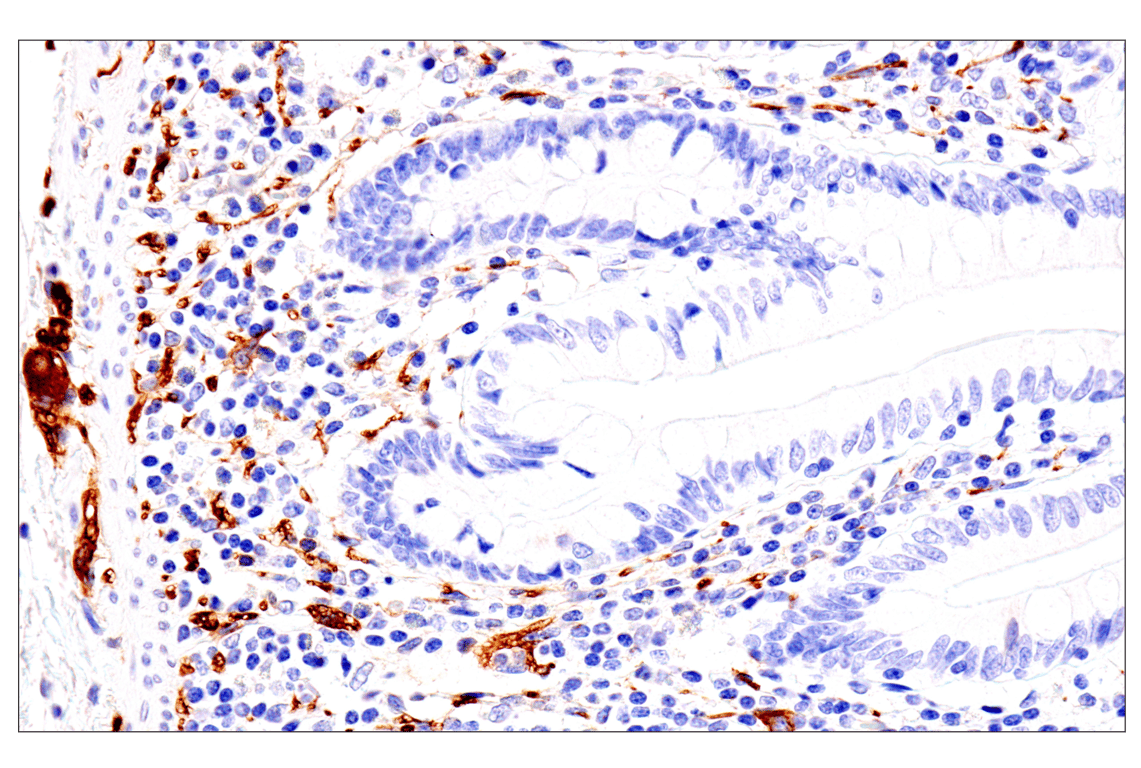 Immunohistochemistry Image 8: p75NTR (E7I3M) Rabbit mAb