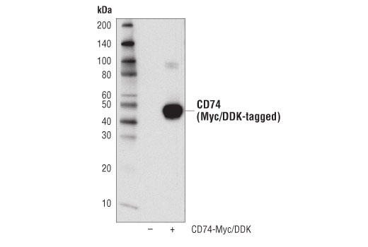 Western Blotting Image 2: CD74 (D5N3I) XP<sup>®</sup> Rabbit mAb