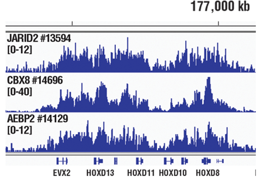 Chromatin Immunoprecipitation Image 1: JARID2 (D6M9X) Rabbit mAb