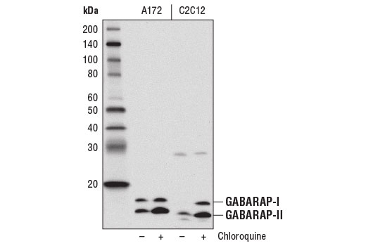 Western Blotting Image 1: GABARAP (E1J4E) Rabbit mAb