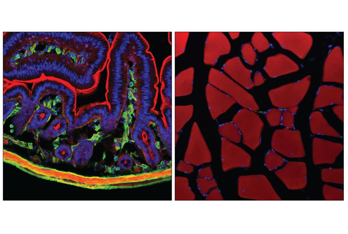 Immunofluorescence Image 1: α-Smooth Muscle Actin (1A4) Mouse mAb (BSA and Azide Free)