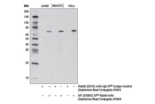 Immunoprecipitation Image 1: AIF (D39D2) XP<sup>®</sup> Rabbit mAb (Sepharose Bead Conjugate)