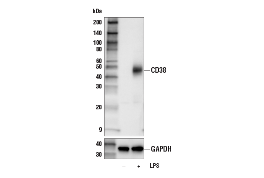 Western Blotting Image 1: CD38 Antibody