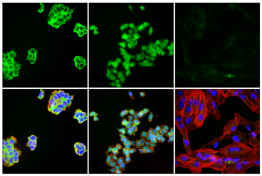 Immunofluorescence Image 1: c-Rel (E8Z5Y) XP<sup>®</sup> Rabbit mAb (BSA and Azide Free)