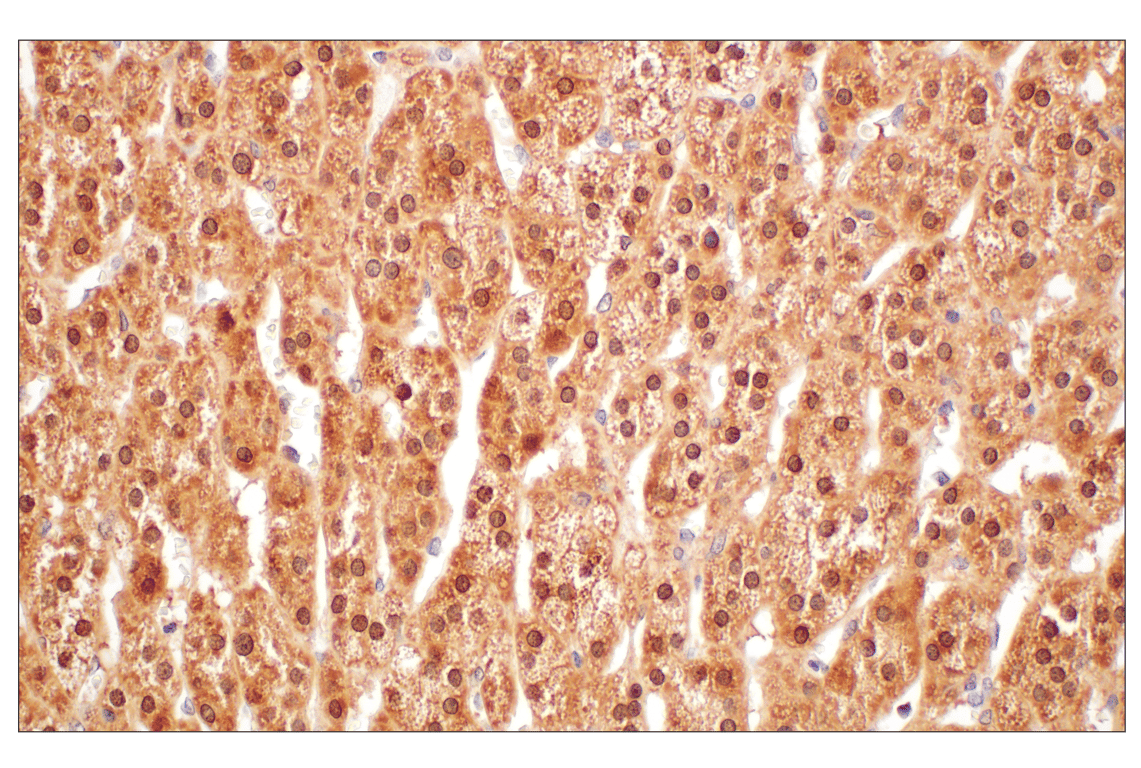 Immunohistochemistry Image 10: GPX4 (E5Y8K) Rabbit mAb