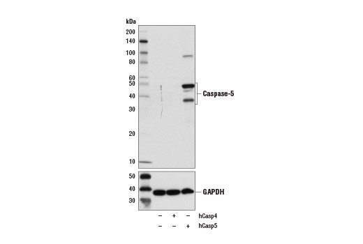 Western Blotting Image 2: Caspase-5 (D3G4W) Rabbit mAb