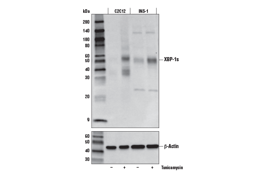 Western Blotting Image 2: XBP-1s (E9V3E) Rabbit mAb (BSA and Azide Free)