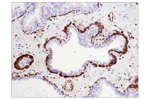 Immunohistochemistry Image 3: STING (D2P2F) Rabbit mAb (BSA and Azide Free)