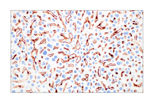 Immunohistochemistry Image 1: CD206/MRC1 (E6T5J) XP<sup>®</sup> Rabbit mAb (BSA and Azide Free)