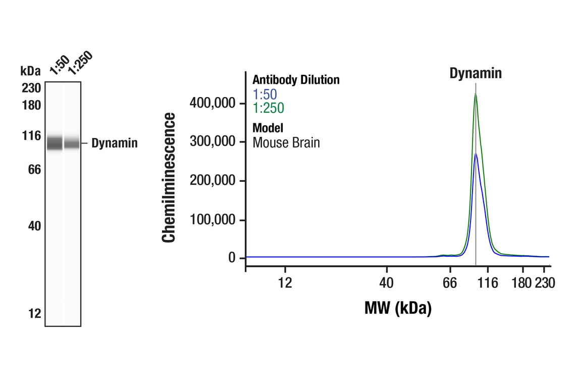 Western Blotting Image 1: Dynamin (pan) (F2E9N) Rabbit mAb
