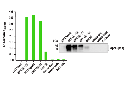 undefined Image 1: PathScan<sup>®</sup> RP ApoE (pan) Sandwich ELISA Kit