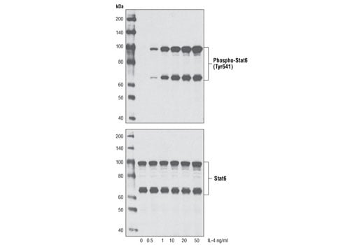 Interleukin-4 (IL-4): Image 1